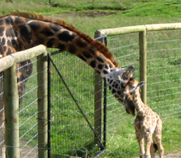 baby giraffe