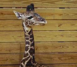 baby giraffe