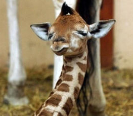 baby giraffe photo