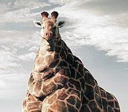 funny giraffe