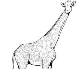 giraffe coloring