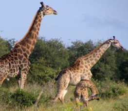 giraffe family