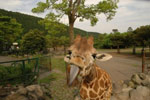 giraffe tongue picture