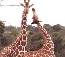 adult giraffe