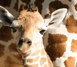 baby giraffe