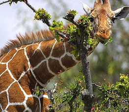 giraffe picture