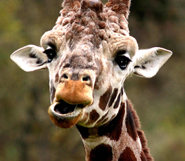 weird giraffe